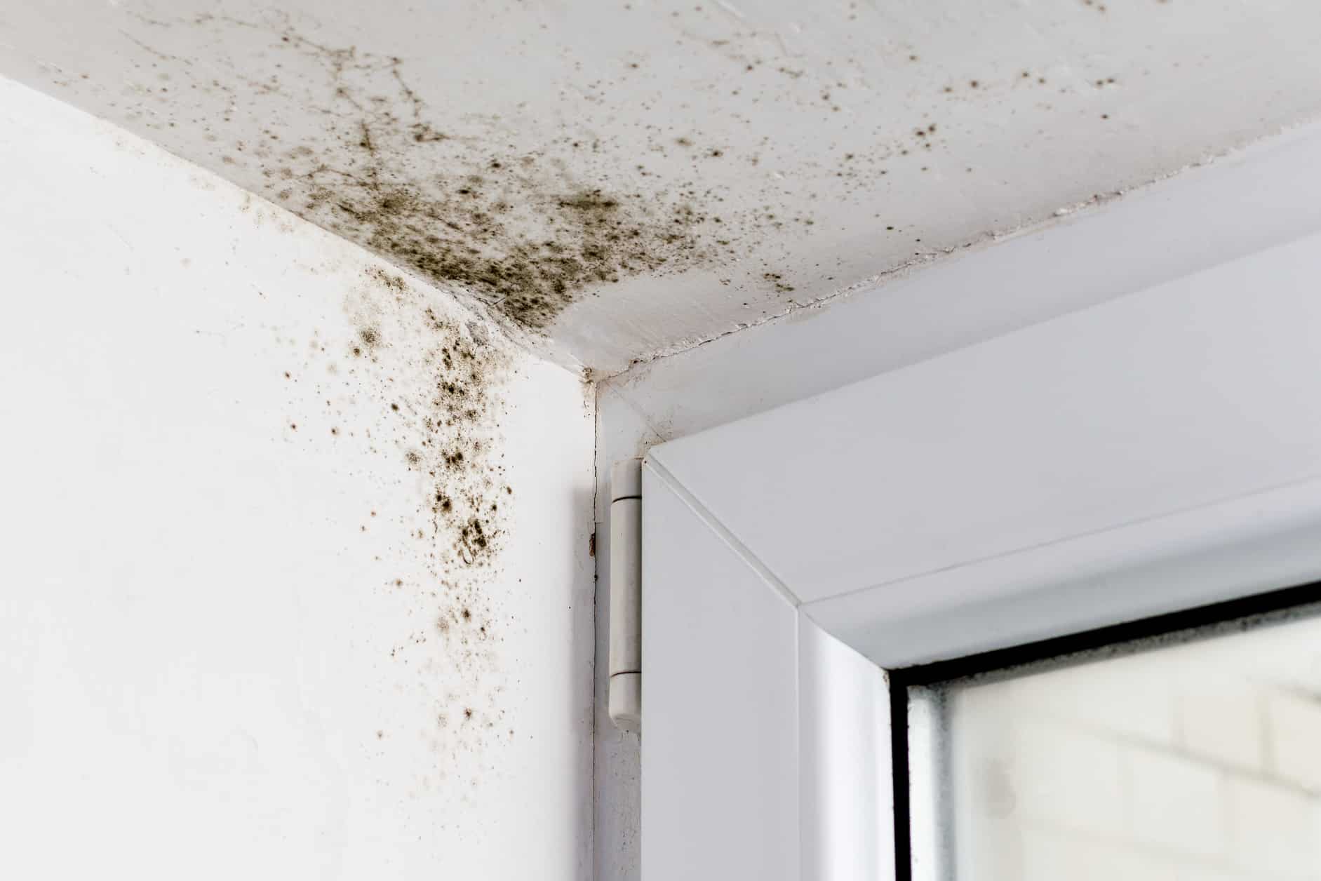 Can I Stay In My House With Black Mold - Avalon Home Inspections