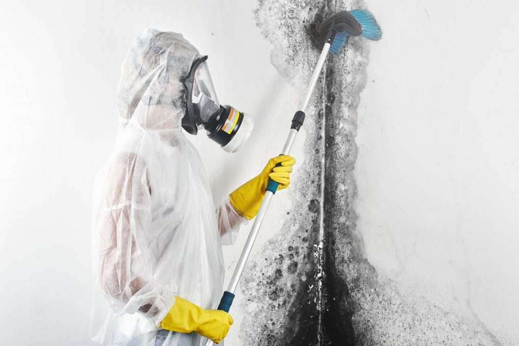 Professional black mold cleaning