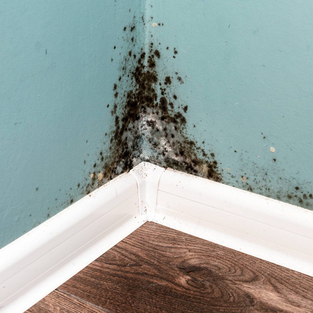 Can I Stay In My House With Black Mold - Avalon Home Inspections