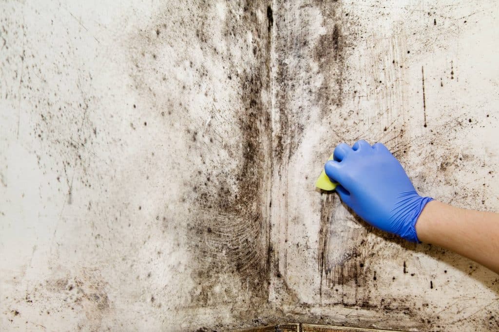 Can You Safely Stay In A House With Black Mold?