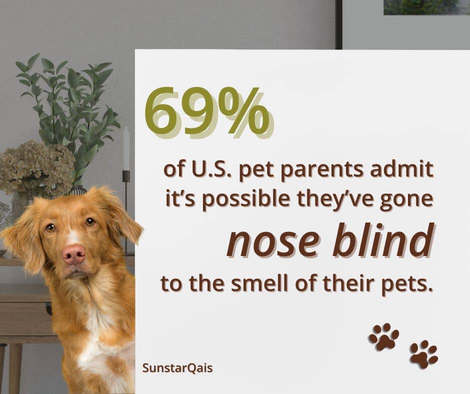 most people go nose blind to the dog or cat smell in their house