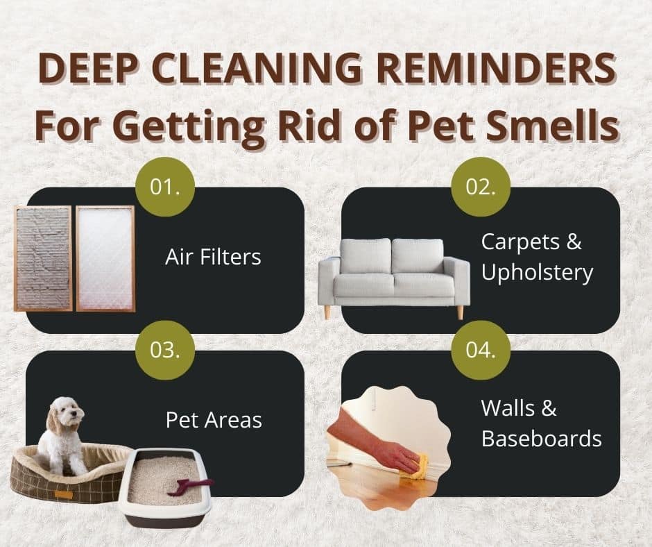 deep cleaning to get dog smell out of house