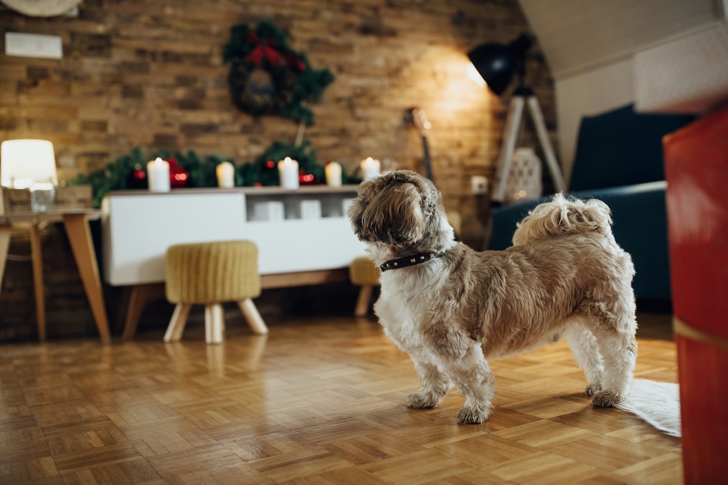 how to get dog smell out of house